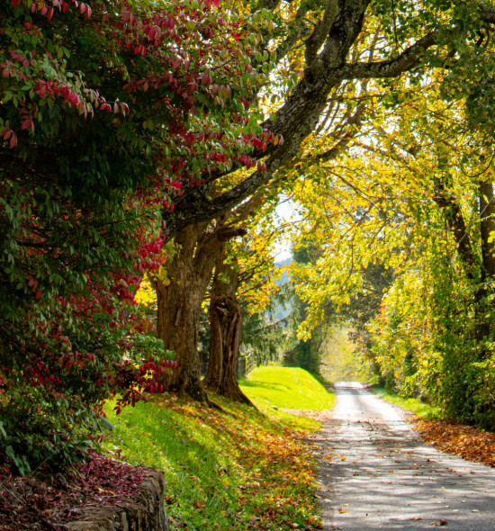A tree with red and green leaves with a road leading out of a forrest into a sun lit field