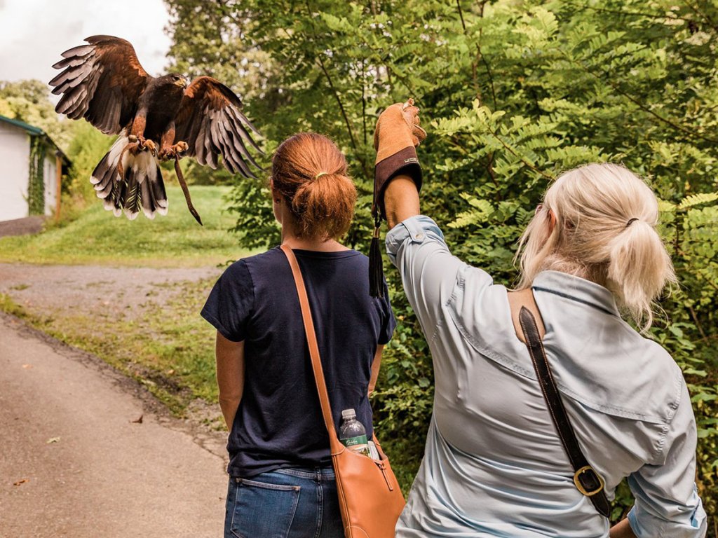 falconry experience at greenbrier outfitters 1200x900.