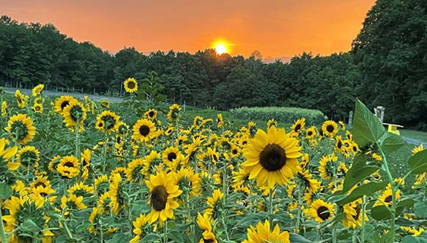 sunset berry farm sunflower festival 580x360