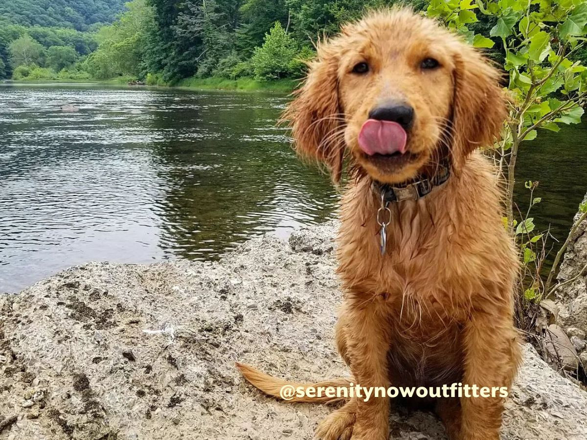 swimming in the greenbrier river with dog 1200x900