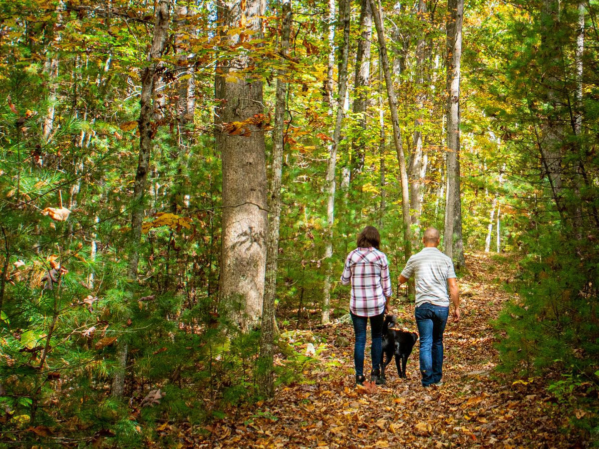 greenbrier state forest hiking trail in fall 1200x900