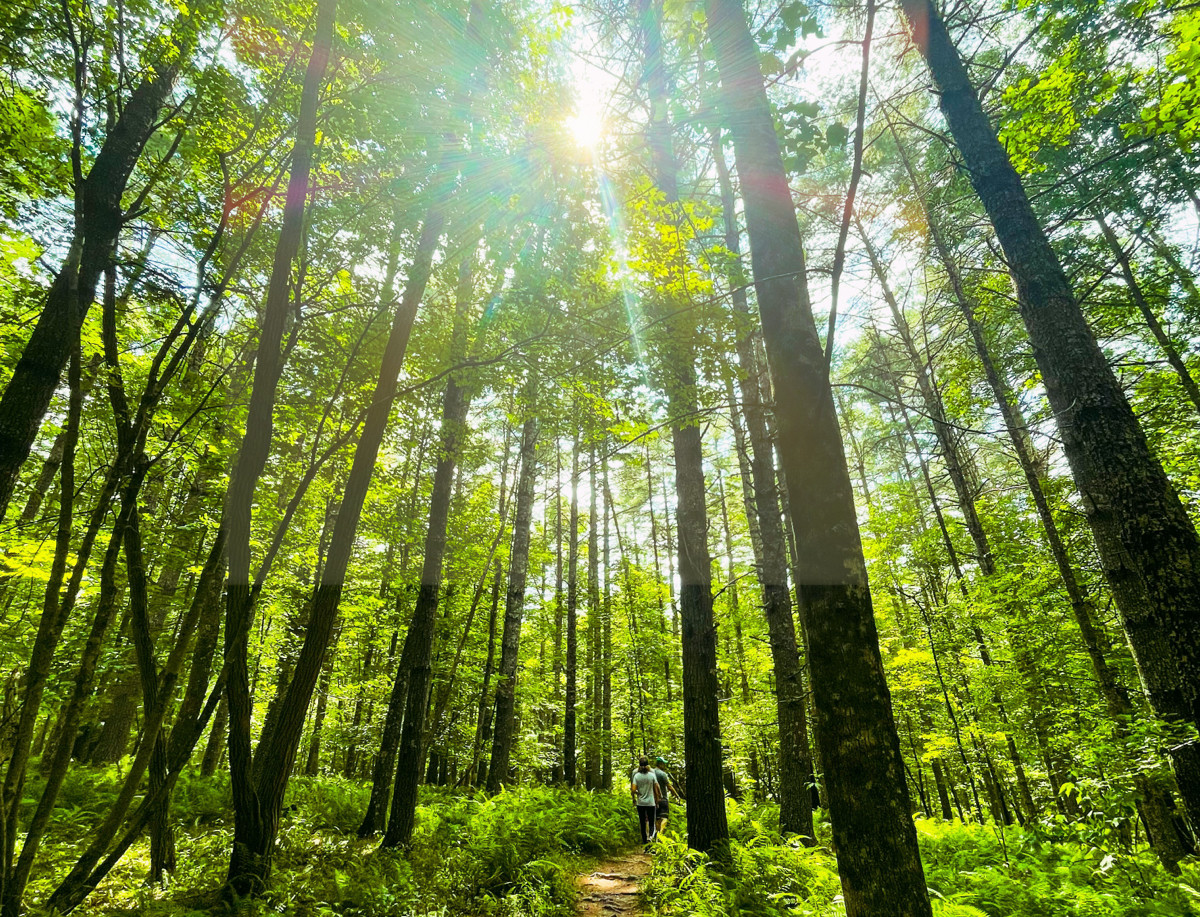 Hiking woods