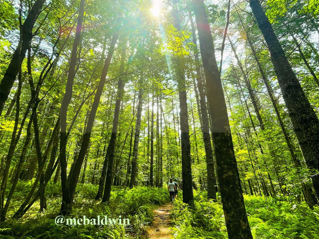 greenbrier state forest hiking 1200x900 @mebaldwin.