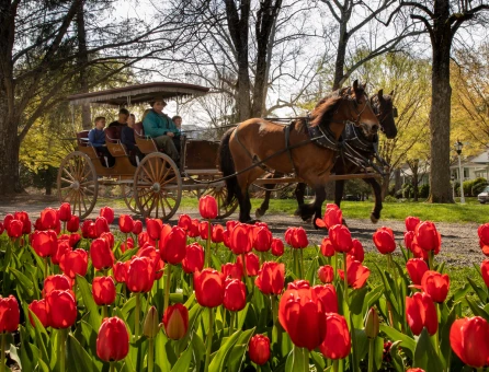 horse-drawn carriage and a bed of red tulips