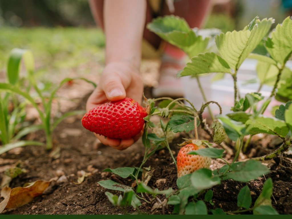 strawberry picking.