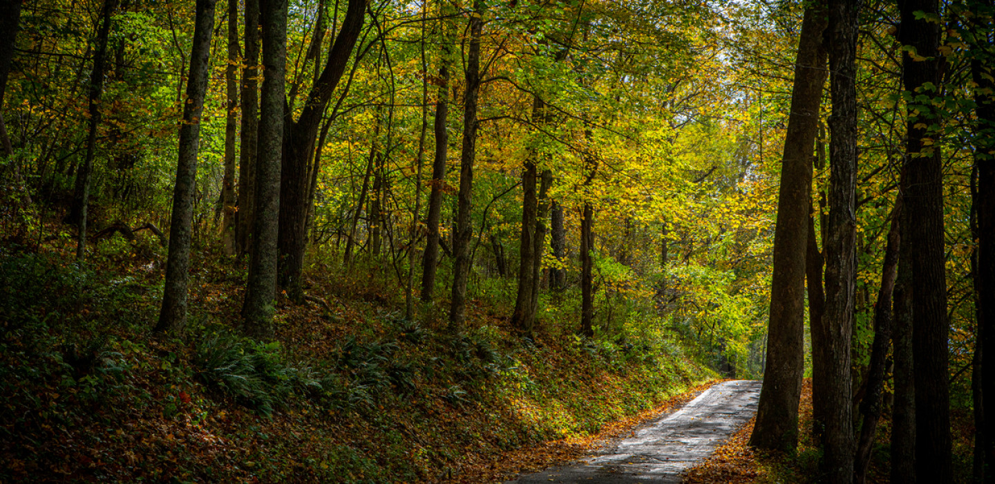 Greenbrier Valley Forest