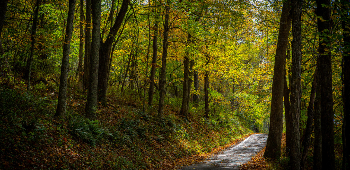 Greenbrier Valley Forest