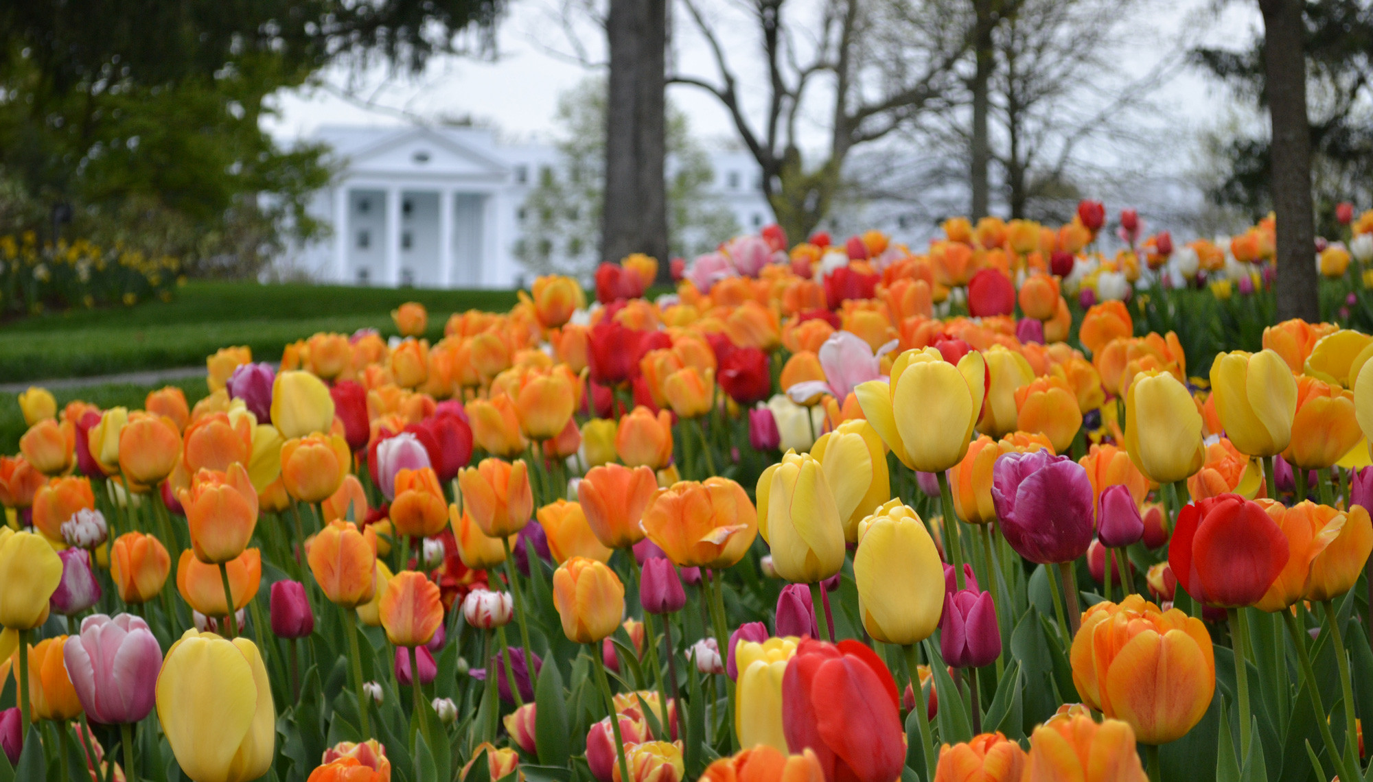 Tulip field